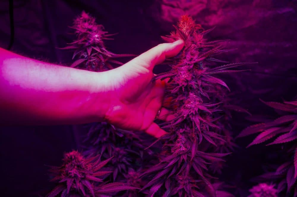 Bernard places his hand next to one of his mature marijuana plants growing beneath LED lights to show how large the buds are. (Jesse Costa/WBUR)