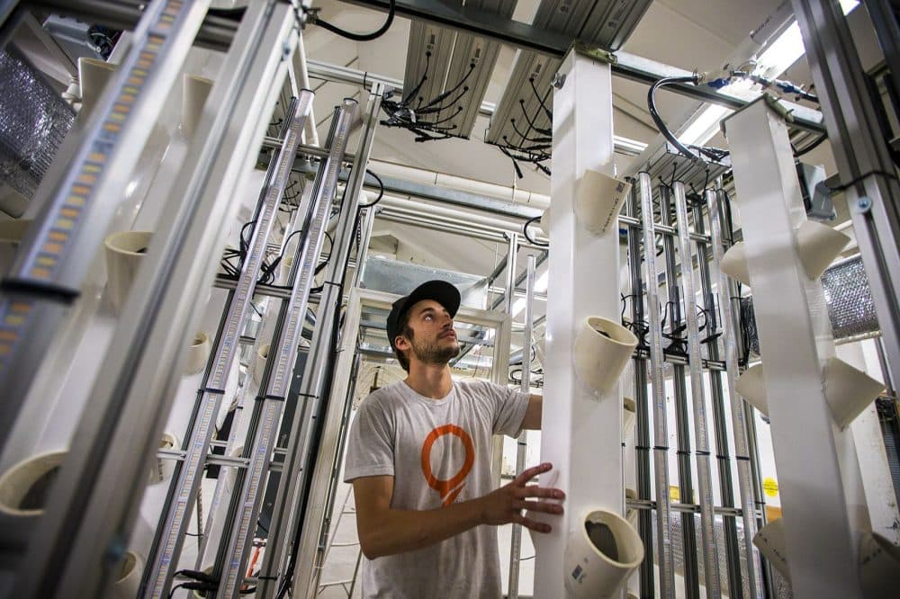 STEM Cultivation co-founder and chief technology officer Chris Denaro slides PVC columns, each one holding up to 12 cannabis plants, into the center aisle of the STEM Box. (Jesse Costa/WBUR)