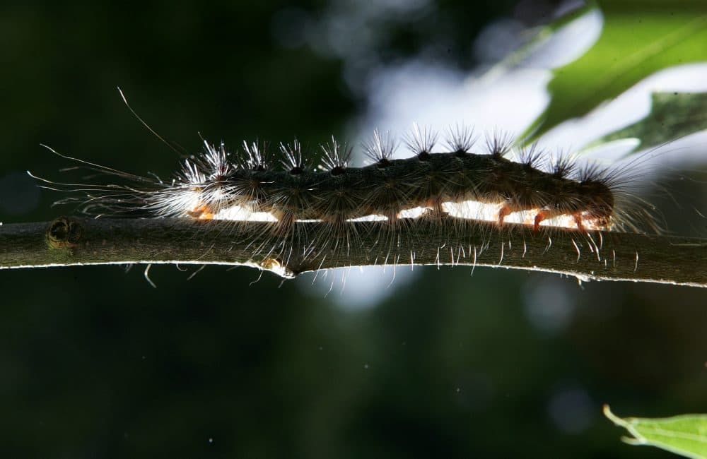 A gypsy moth caterpillar walks along a tree branch in this file photo. (Mel Evans/AP)