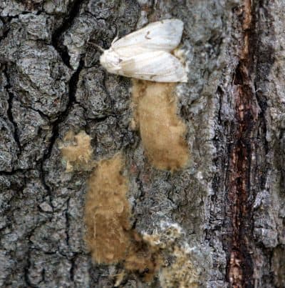 A female gypsy moth and her eggs on the trunk of a tree (Bob Child/AP)
