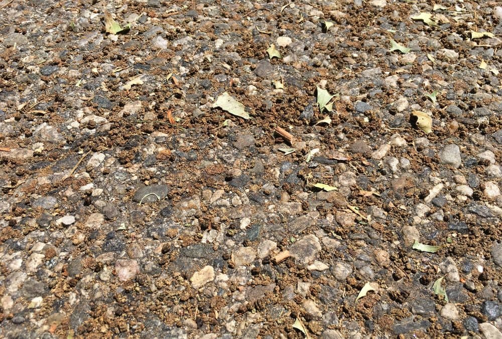 Gypsy moth caterpillar excrement -- and bits of chewed-up oak leaves -- on the street under a row of infested oak trees (Lynn Jolicoeur/WBUR)