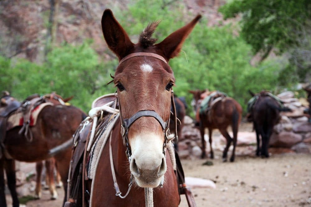 In The Grand Canyon, Mules Rule