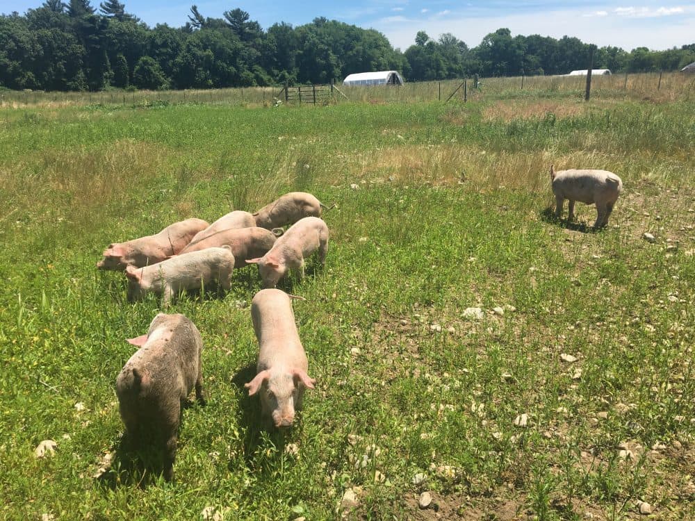 Pigs graze in the pasture at Copicut Farms. (Andrea Shea/WBUR)