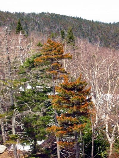 Decades ago, images of dead and dying red spruce trees helped mobilize support for stronger air pollution laws. (Courtesy Paul Schaberg/U.S. Forest Service)