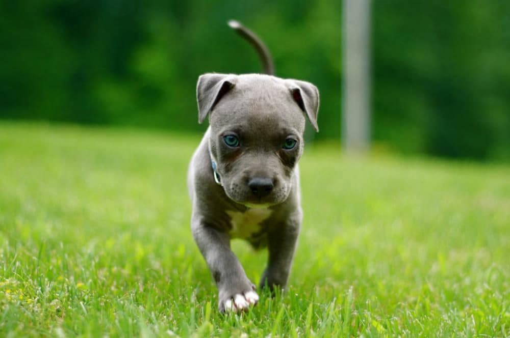 A pit bull puppy. (Funkybeatz/flickr)