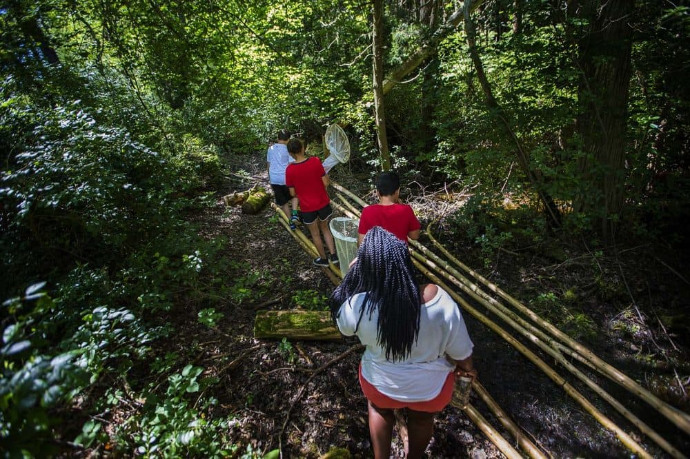 Campers from the Mashpee Wampanoag science camp search for bugs in the cedar swamp. (Jesse Costa/WBUR)