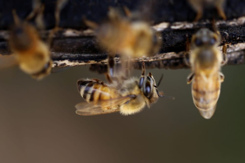 Bees during the honey harvest at a farm in Beit Lahia, Gaza Strip near the border with Israel, Friday, May 4, 2018. (Hatem Moussa/AP)