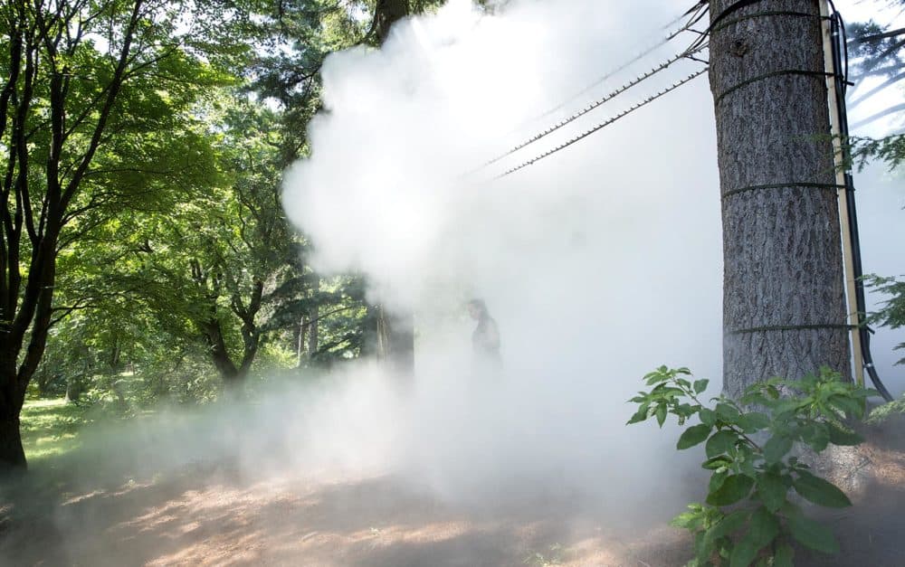 A visitor walks through the fog of Fujiko Nakaya's installation at the Arnold Arboretum. (Robin Lubbock/WBUR)