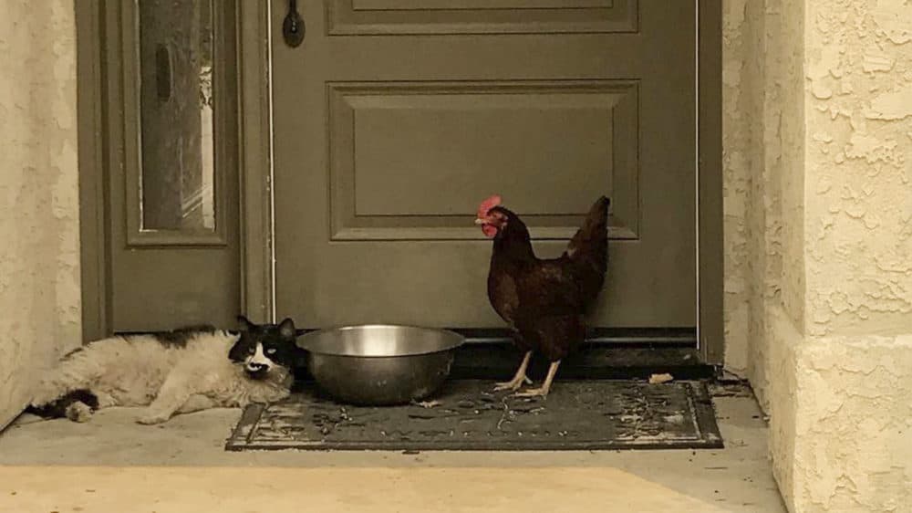 In this photo taken July 28, 2018, provided by the Grass Valley Fire Department, a cat seeking refuge from a raging Northern California wildfire found a fine-feathered friend as it awaited rescue from the heat and flames in Redding, Calif. (Grass Valley Fire Department via AP)