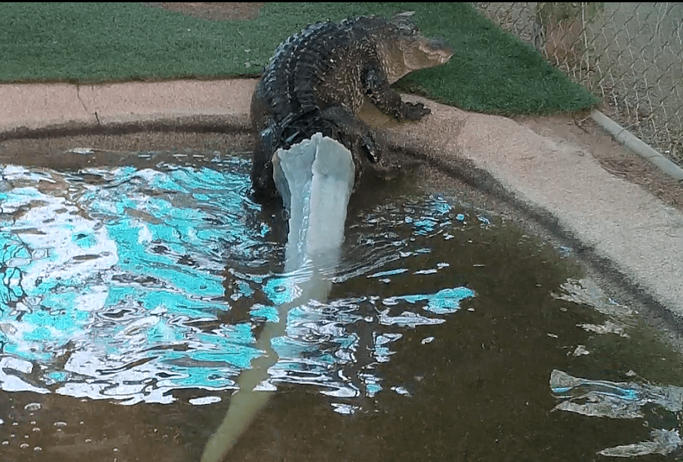 Mr. Stubbs climbing out of a pool, new tail in tow. (Courtesy Phoenix Herpetological Society)