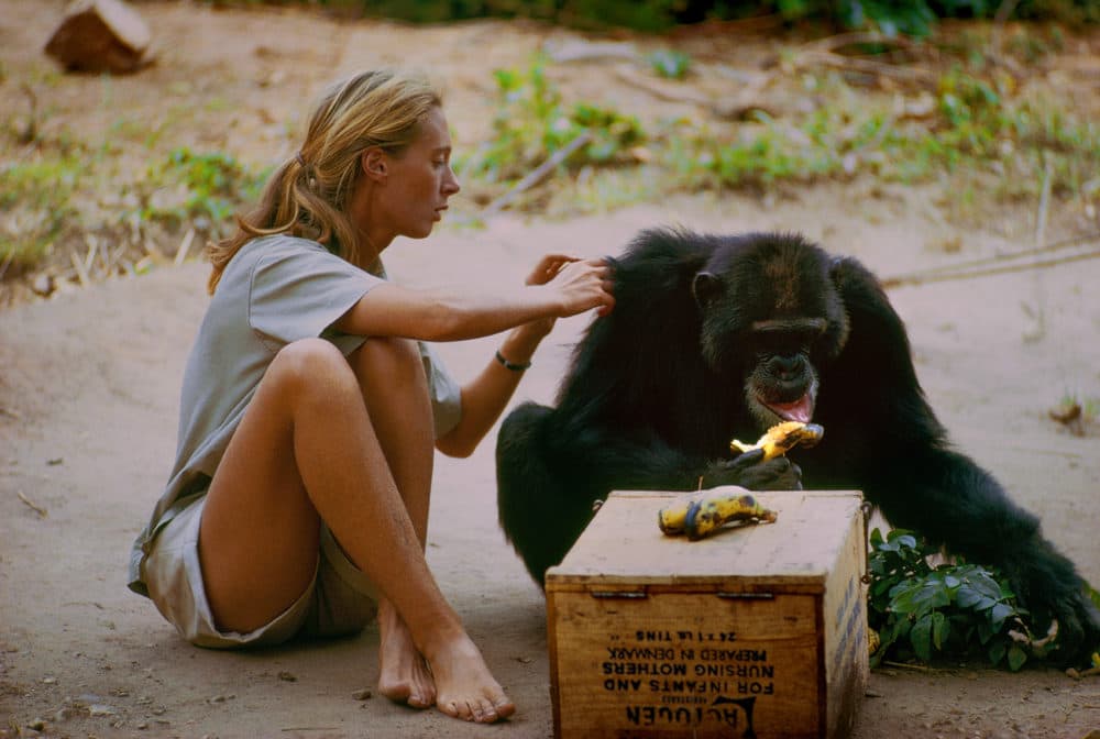 David Greybeard was the first chimp to lose his fear of Jane, eventually coming to her camp to steal bananas and allowing Jane to touch and groom him. (National Geographic Creative/ Hugo van Lawick)