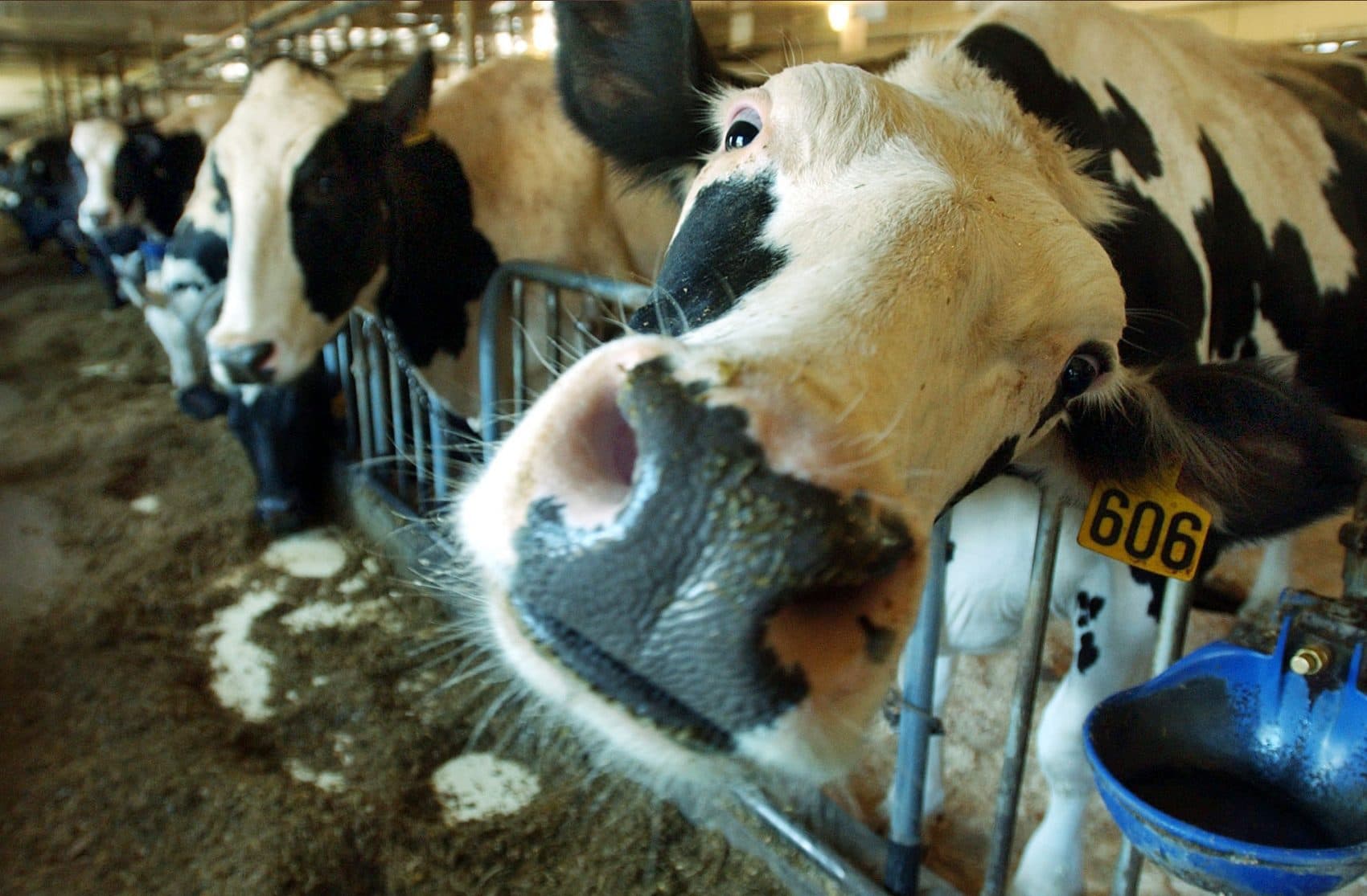 Bridget, one of 120 Holsteins at Great Brook Farm in Carlisle, Mass., waits in the milking barn Wednesday, April 28, 2004. The working diary farm is located within the boundaries of the Great Brook Farm State Park. (AP Photo/SEVANS)
