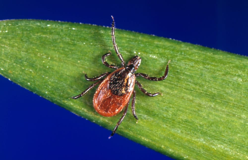 This undated photo provided by the U.S. Centers for Disease Control and Prevention (CDC) shows a blacklegged tick — also known as a deer tick. (CDC via AP)