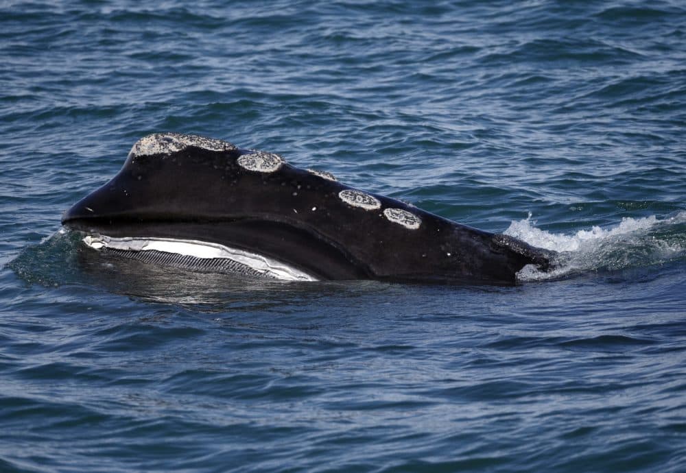 The baleen is visible on a North Atlantic right whale as it feeds on the surface of Cape Cod Bay off the coast of Plymouth. (Michael Dwyer/AP)