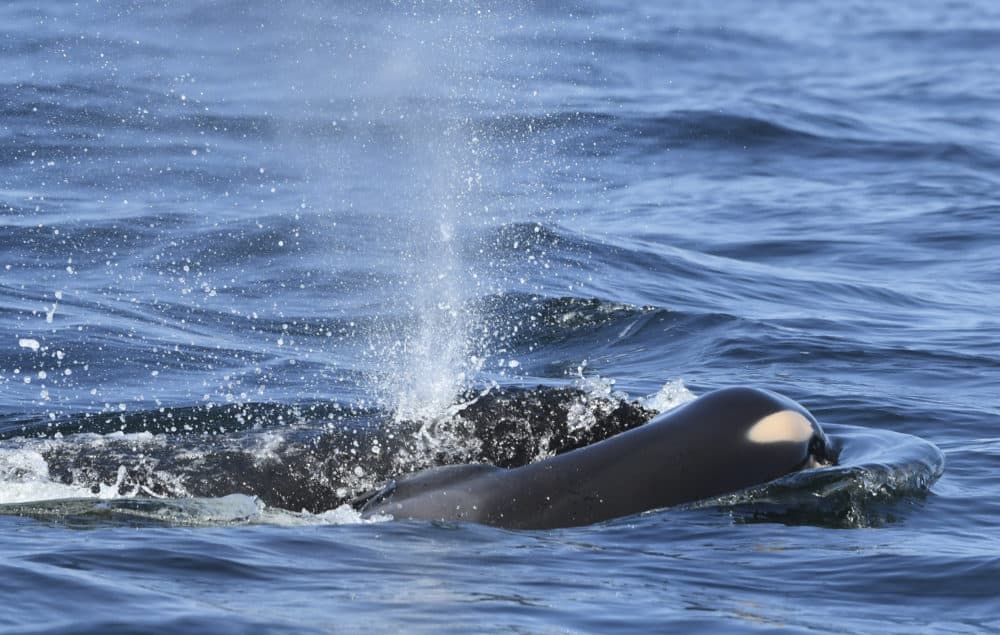 Biologists Plan Rescue Mission For Endangered Orca | Here & Now