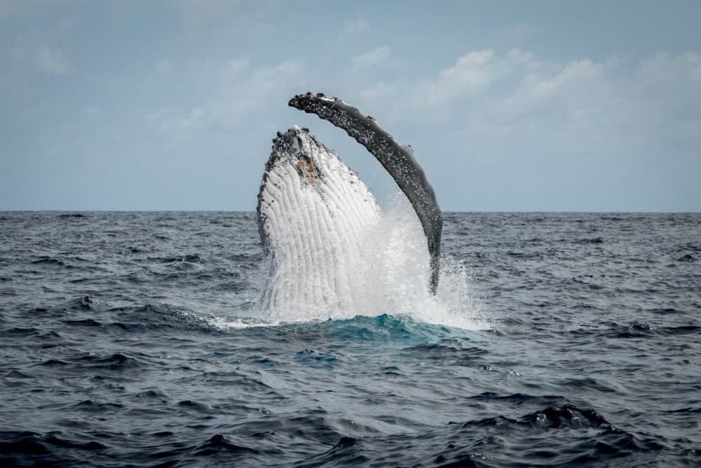 An image that the audience will see as part of Landmarks Orchestra's &quot;Sounds of the Sea&quot; performance (Courtesy Annie Crawley)