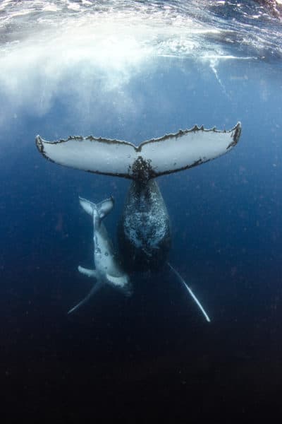 A whale and her cub (Courtesy Annie Crawley)