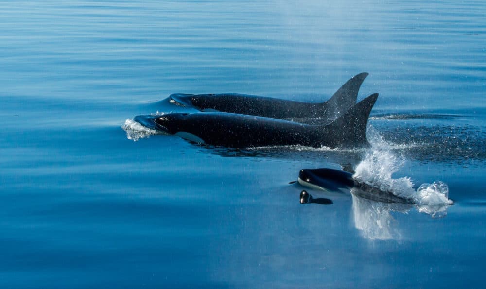 Whales swimming together (Courtesy Annie Crawley)