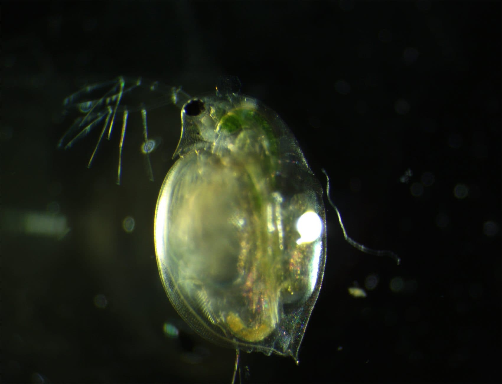 A close up of Daphnia. (Courtesy Sarah-Béatrice Bernier and Marie Helene St. Gelais)