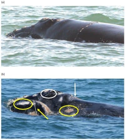 The top photo shows a North Atlantic right whale in good health on Feb. 10, 2010. The bottom photo shows the same whale on Jan. 15, 2011, after getting entangled with fishing gear. The whale later died. (Top photo courtesy of Florida Fish and Wildlife Conservation Commission. Bottom photo courtesy of Georgia Department of Natural Resources)