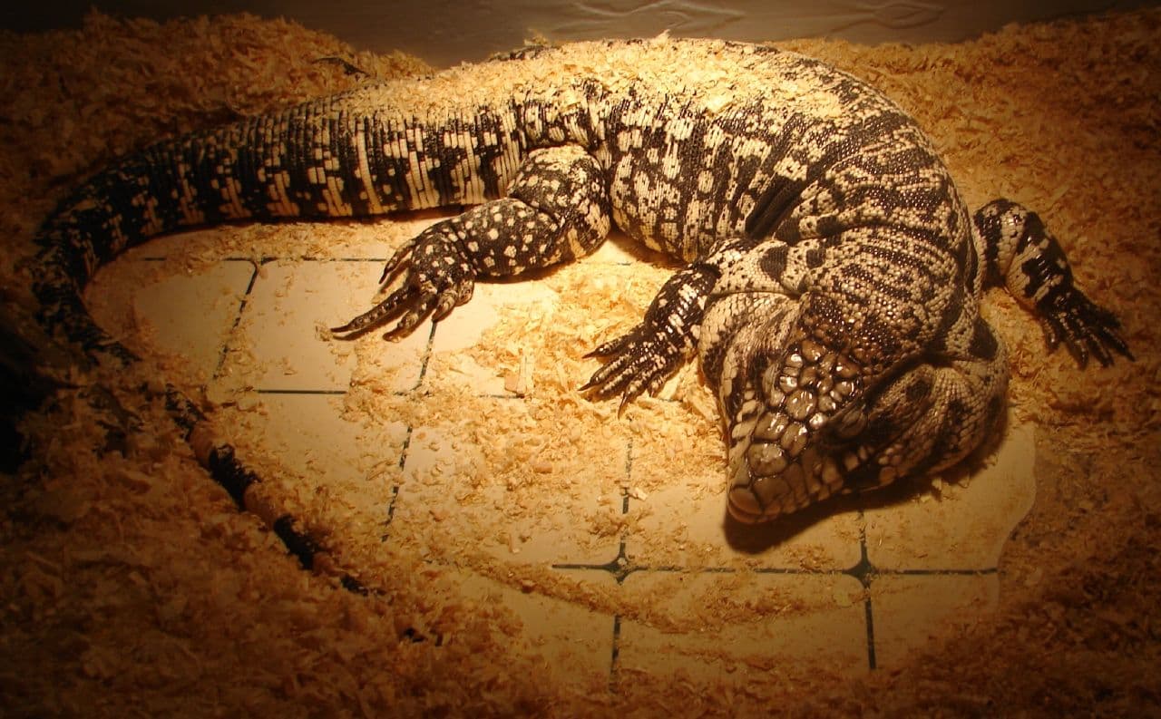 An Argentine tegu, or Tupinambis merianae. (Not the tegu in question). (Jami Dwyer/Flickr/Creative Commons)