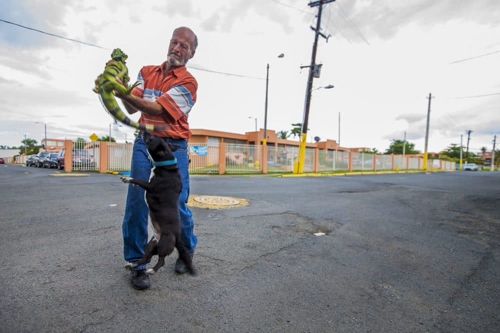 Luis Ramos rescues an iguana from being attacked by a street dog in Barrio-Bravos de Boston in Cantera, San Juan. (Jesse Costa/WBUR)