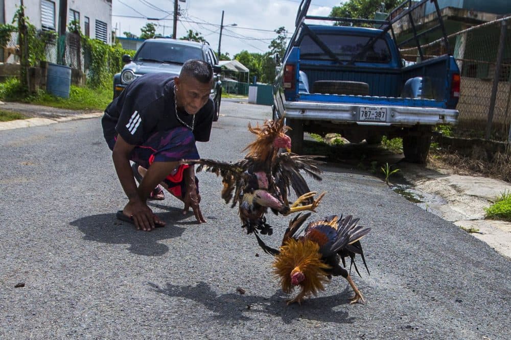 A man waits for an opportunity to grab his rooster as it's engaged in a fight with another rooster on a street in Toa Baja. Cockfighting is legal in Puerto Rico and is run by government-sponsored clubs around the island. (Jesse Costa/WBUR)