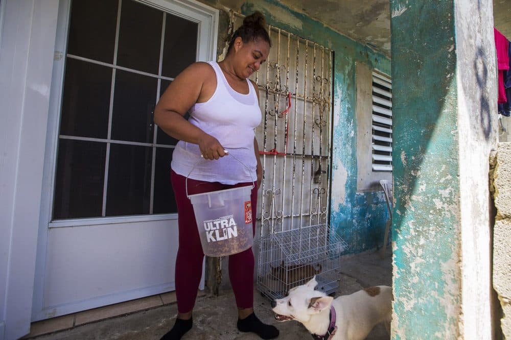 Marta Maria Hernandez feeds her dogs at her home in Toa Baja. (Jesse Costa/WBUR)