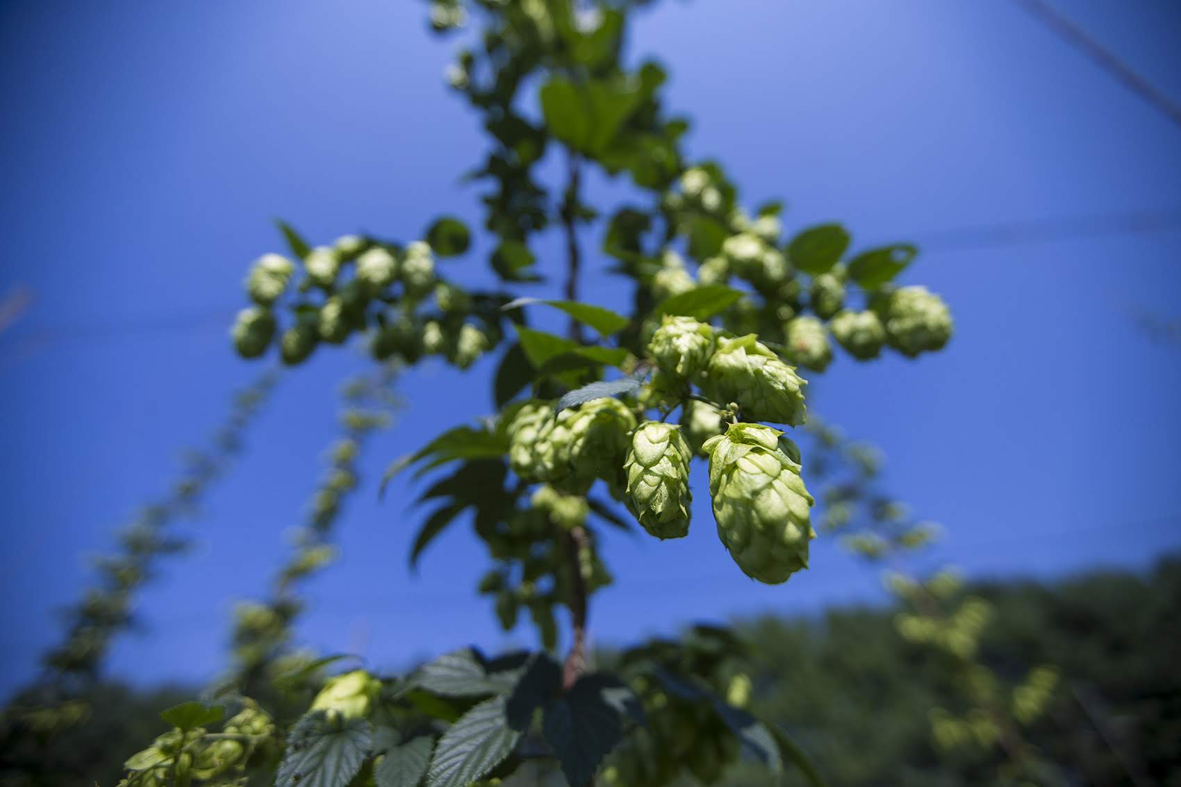 One of Four Star Farms' experimental varieties is this feral hop, which has grown natively in the area for years. (Jesse Costa/WBUR)