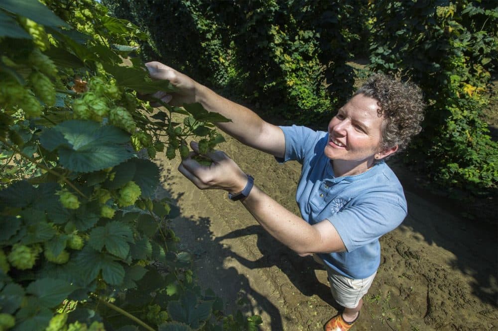 Liz L'Etoile picks Magnum hop cones from the hop yard at Four Star Farms in Northfield. (Jesse Costa/WBUR)