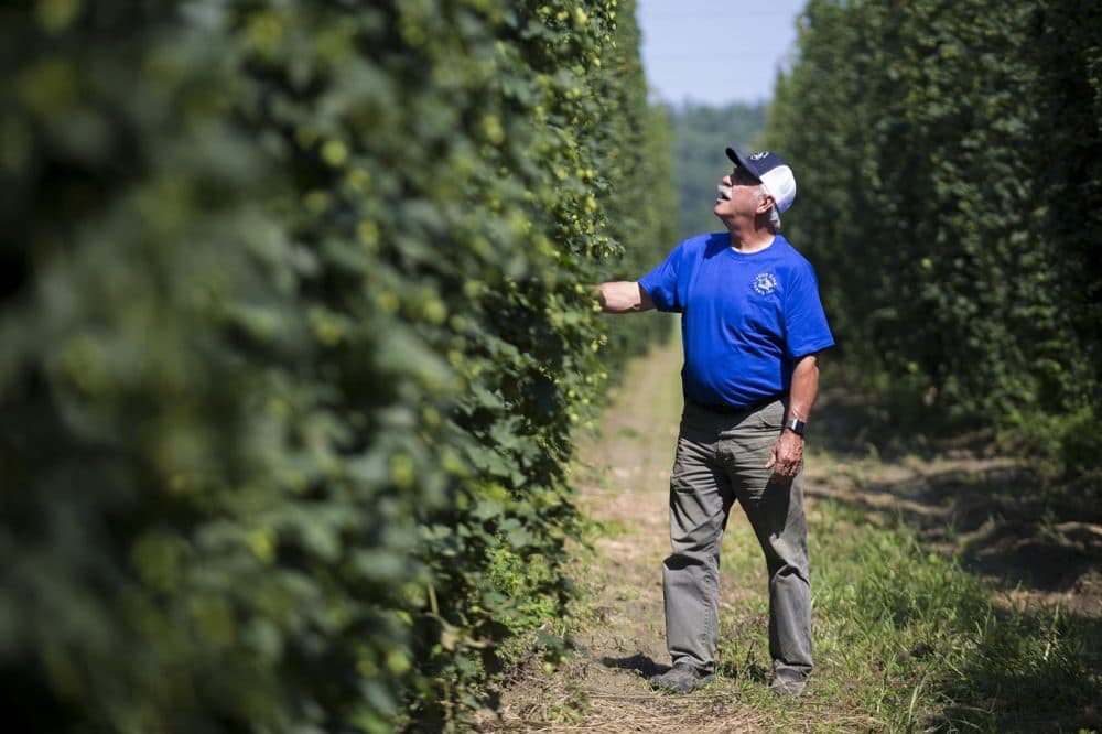 Gene L'Etoile examines the Magnum hop bines. (Jesse Costa/WBUR)