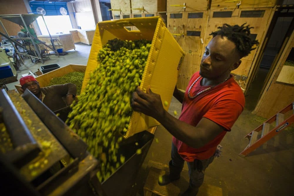 Coln Reid pours Centennial hops into the baling machine at Four Star Farms. (Jesse Costa/WBUR)