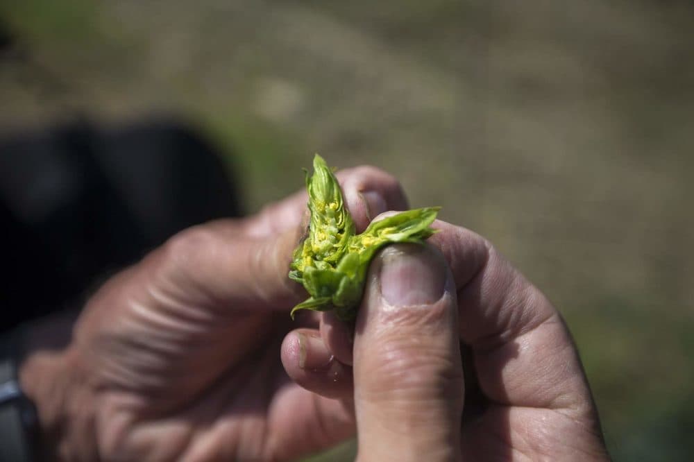 Gene L'Etoile pulls apart a Magnum hop cone to show the lupulin powder inside. (Jesse Costa/WBUR)