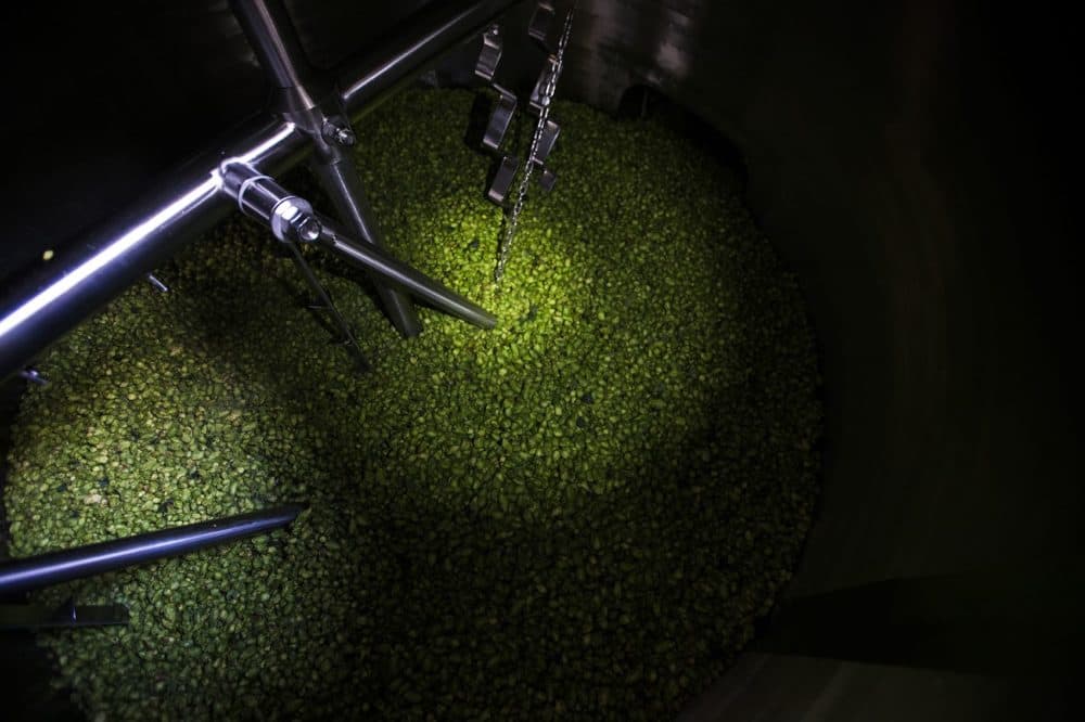 Hops in the brewing tank at Lamplighter where they'll steep in wort. (Jesse Costa/WBUR)