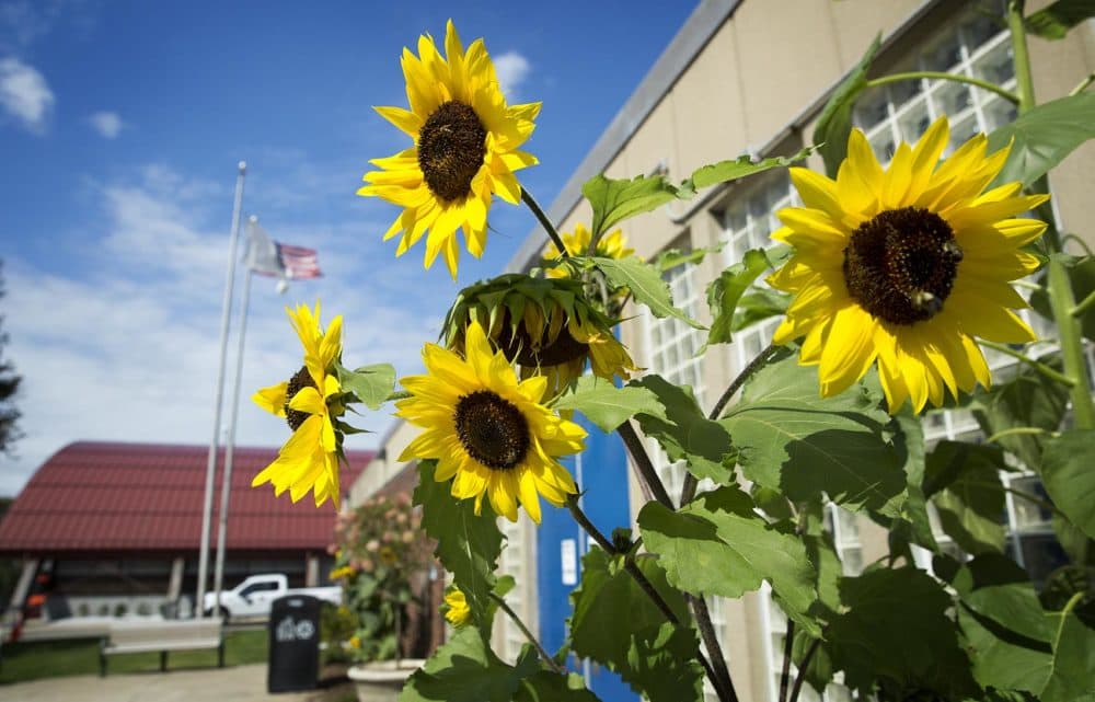 These sunflowers at the Melnea A. Cass Memorial Swimming Pool at 120 MLK Blvd. are part of Holmes' sunflower project. (Robin Lubbock/WBUR)
