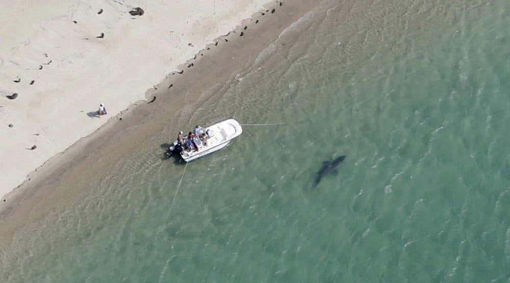 In this Tuesday, July 25, 2016 photo released by the Atlantic White Shark Conservancy, a great white shark swims close to the Cape Cod shore in Chatham, Mass. (Wayne Davis/Atlantic White Shark Conservancy)