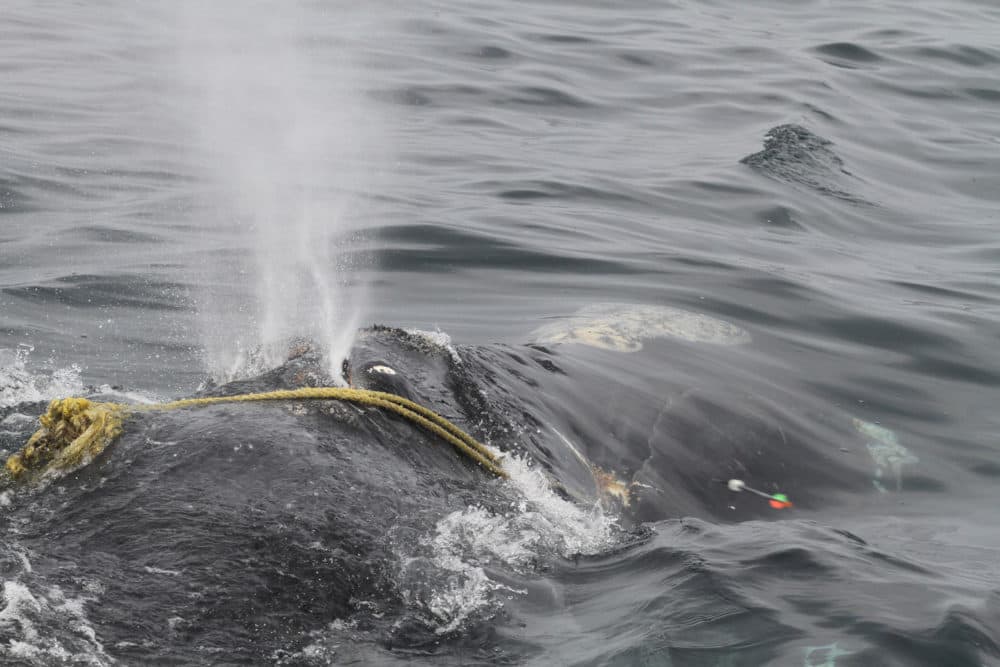 In this April 12 photo taken by Lisa Sette on Stellwagen Bank off of Massachusetts, a right whale known as “Kleenex” is entangled in fishing gear. (Lisa Sette/Center for Coastal Studies via AP)