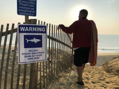 What We Can Learn From The Recent Shark Attacks On Cape Cod