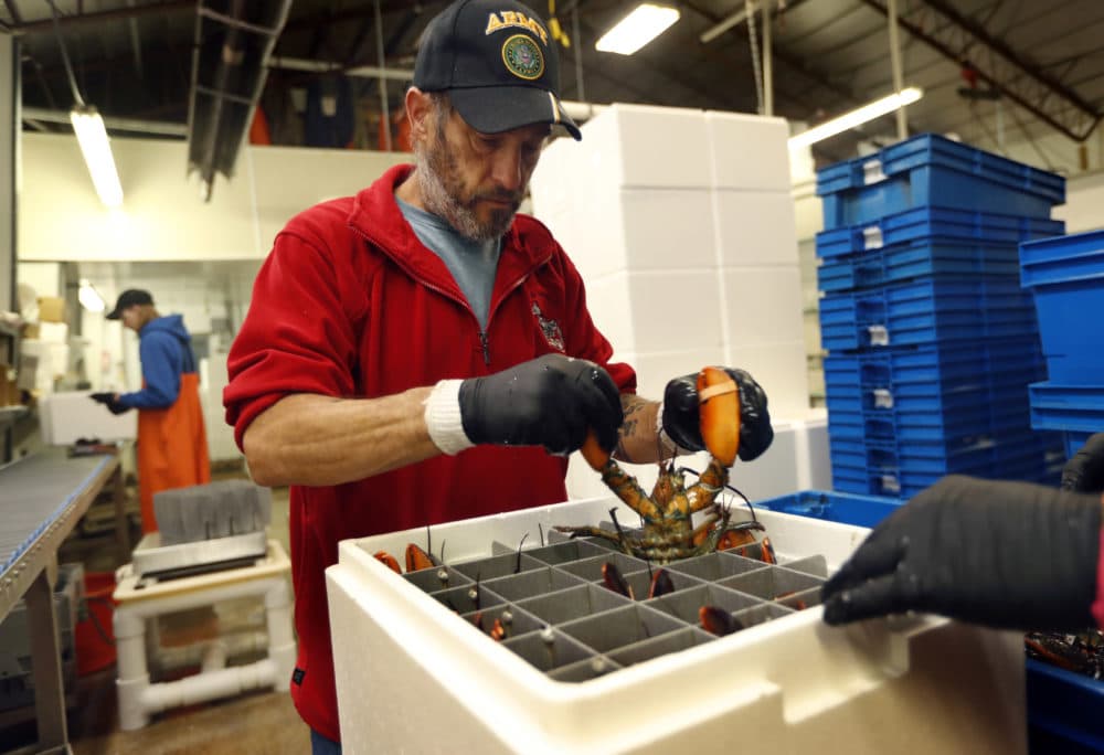 Jeff Leach packs a live lobster for shipment to Hong Kong at The Lobster Company in Arundel, Maine on Sept. 11, 2018. The company says it has resorted to layoffs due to shrinking business resulting from tariffs. (Robert F. Bukaty/AP Photo)