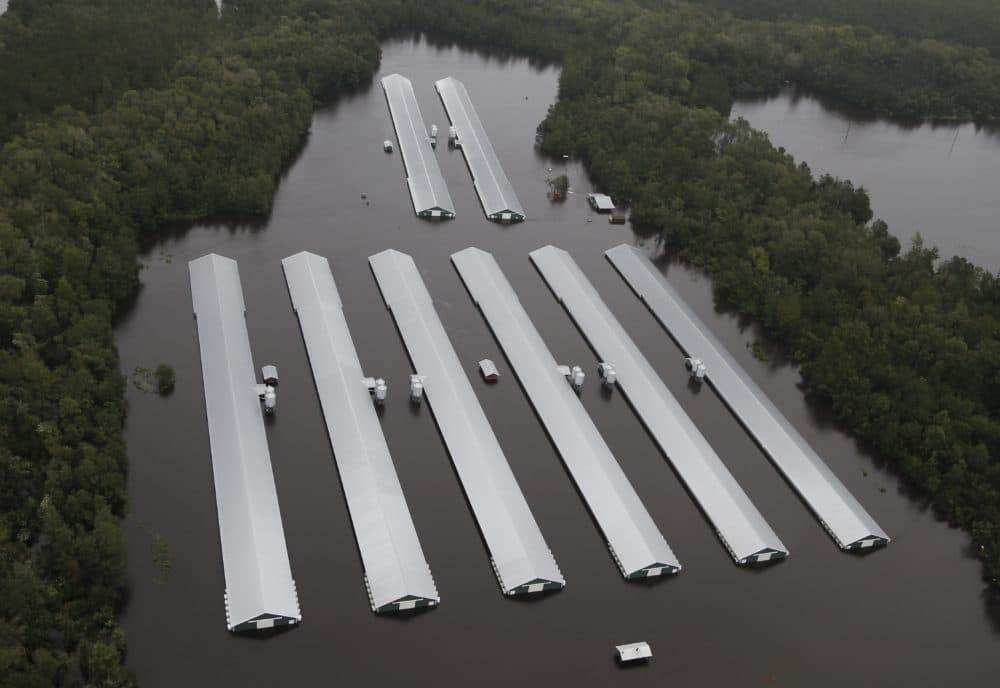 Chicken farm buildings are inundated with floodwater from Hurricane Florence near Trenton, N.C., Sunday, Sept. 16, 2018. (Steve Helber/AP)