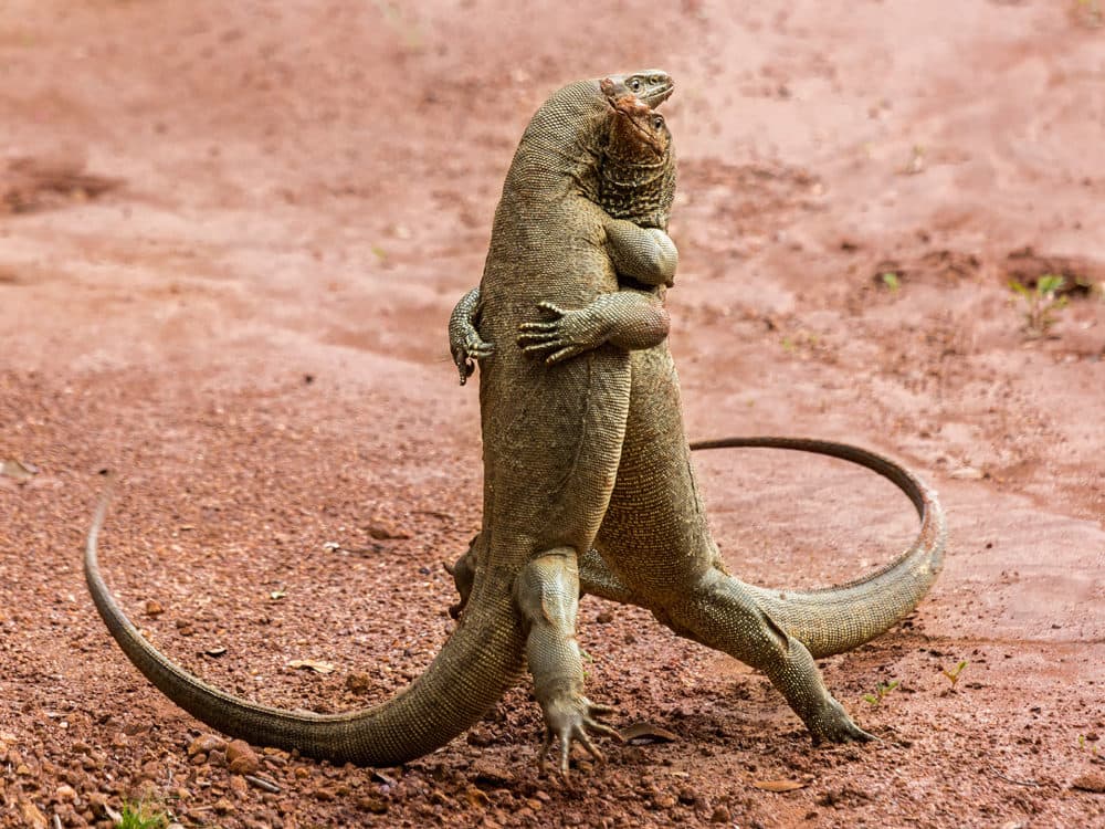 Komodo dragons doing the tango. (Sergey Savvi/Courtesy of the Comedy Wildlife Photography Awards)