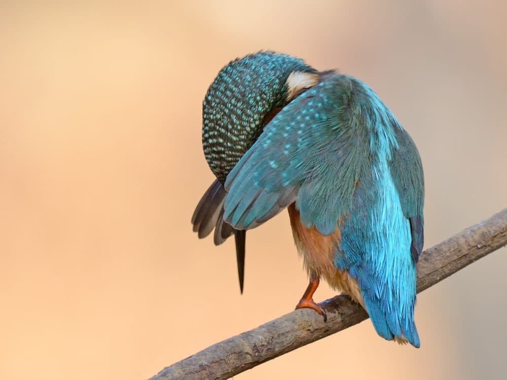 An ashamed kingfisher. (Antonio Medina/Courtesy of the Comedy Wildlife Photography Awards)