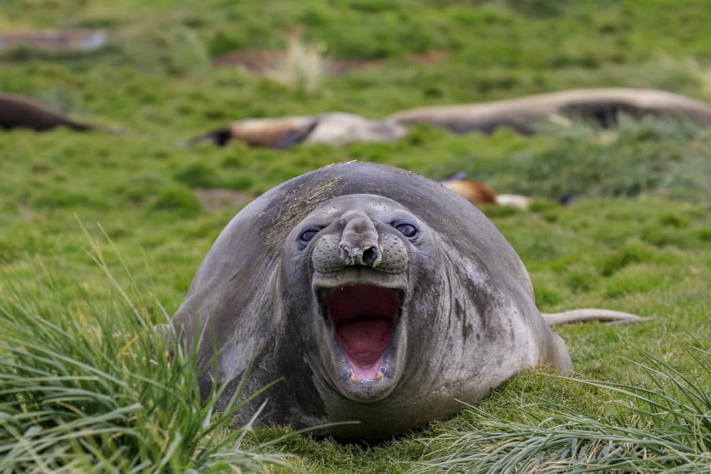 Big mouthed seal. (Amy Kennedy/Courtesy of the Comedy Wildlife Photography Awards)