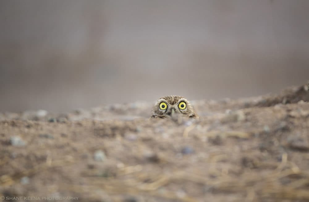 Owl peeping over the hill. (Shane Keena/Courtesy of the Comedy Wildlife Photography Awards)
