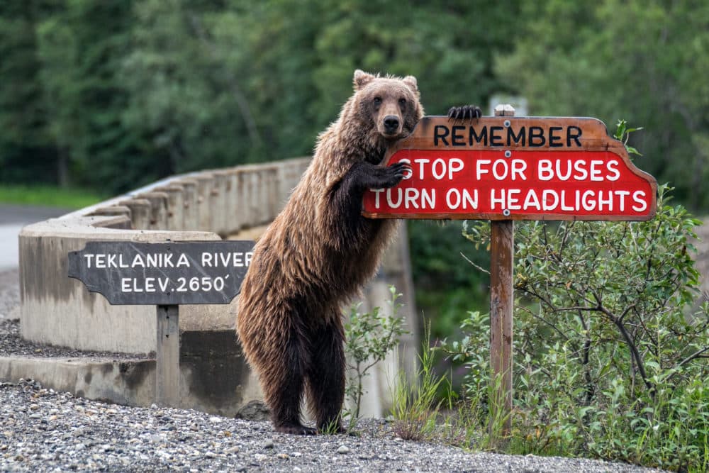 Bear on drive safe sign. (Jonathan Irish/Courtesy of the Comedy Wildlife Photography Awards)