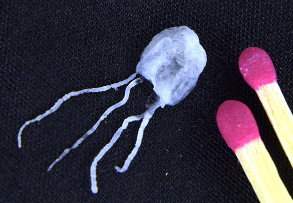A tiny but fully grown deadly Irukandji jellyfish lies next to match sticks for size comparison in a research laboratory at James Cook University in Cairns, Australia, Thursday, April 18, 2002. (Brian Cassey/AP)