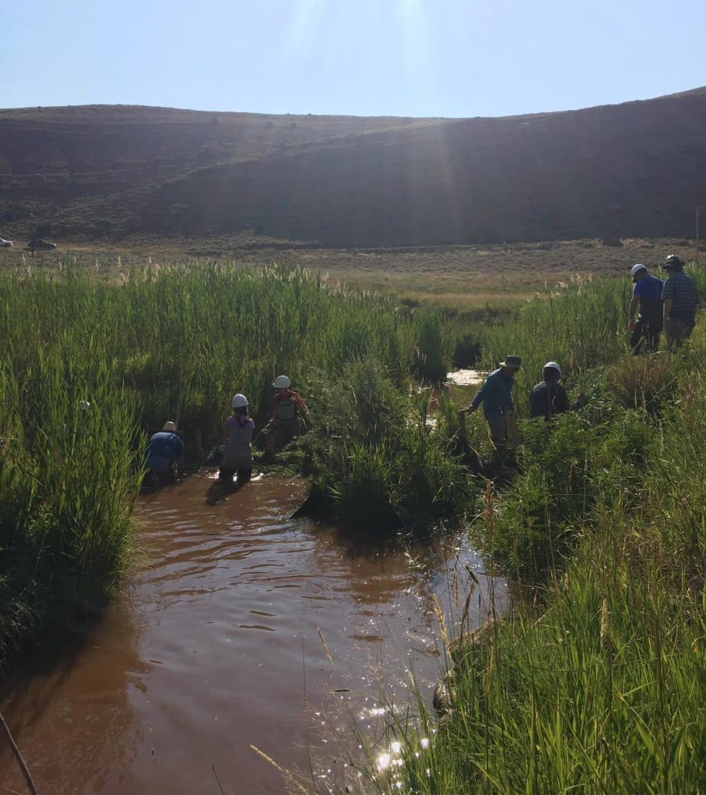 Conservationists and biologists taking a cue from the beaver's playbook while making a dam that acts like the rodent's habitat. (Maggie Mullen/Mountain West News Bureau)