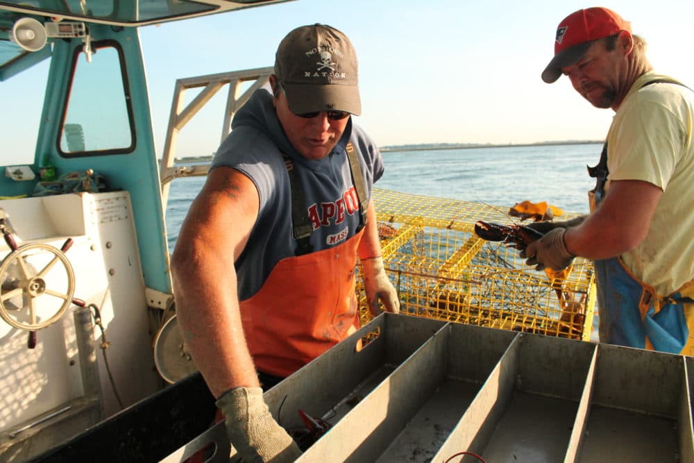Steve Holler and his sternman Frank Lenardis dump freshly caught lobsters into a holding tray on Holler's boat, the November Gale. (Hannah Chanatry/WBUR)
