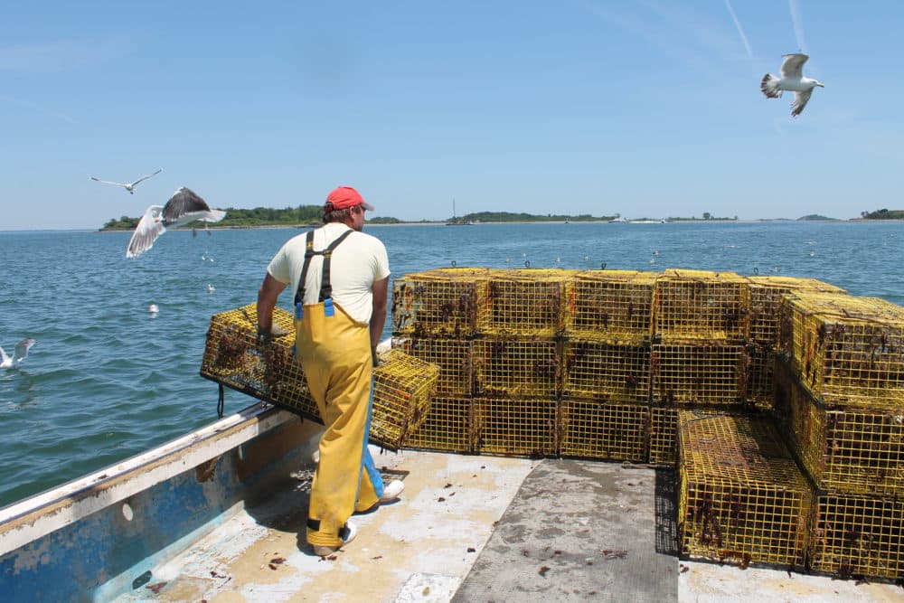 Sternman Frank Lenardis hauls lobster traps to the back of the boat, as part of what lobsterman Steve Holler refers to as "a dance between me and him." (Hannah Chanatry/WBUR)