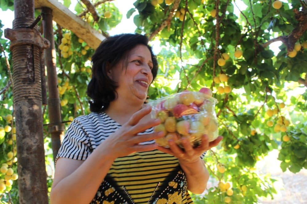 The author's friend, Afaf, picking apricots in the village of Al-Walaja near Bethlehem. (Courtesy of the author)